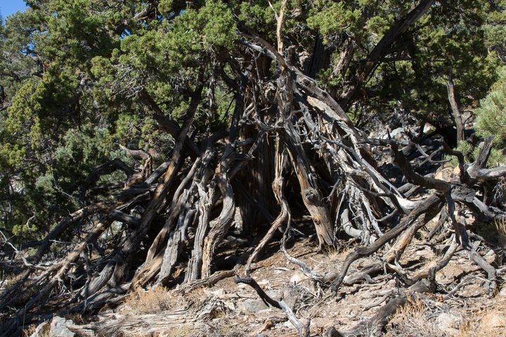 Panamint Wickiup #1