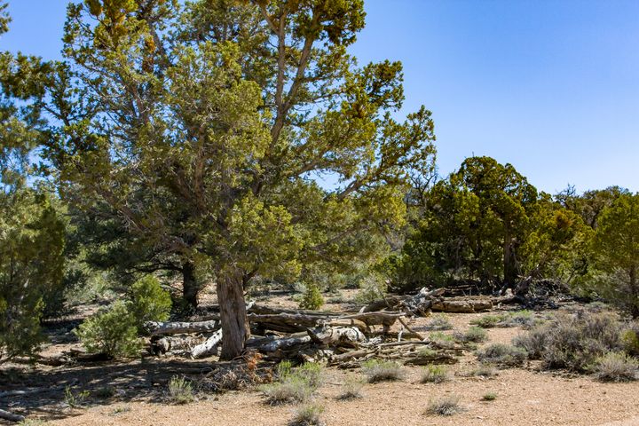 Fort Independence Soldier's Camp